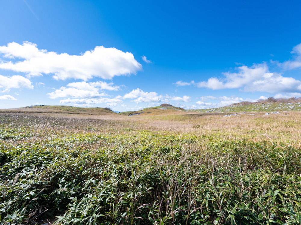 70種類の植物を紹介