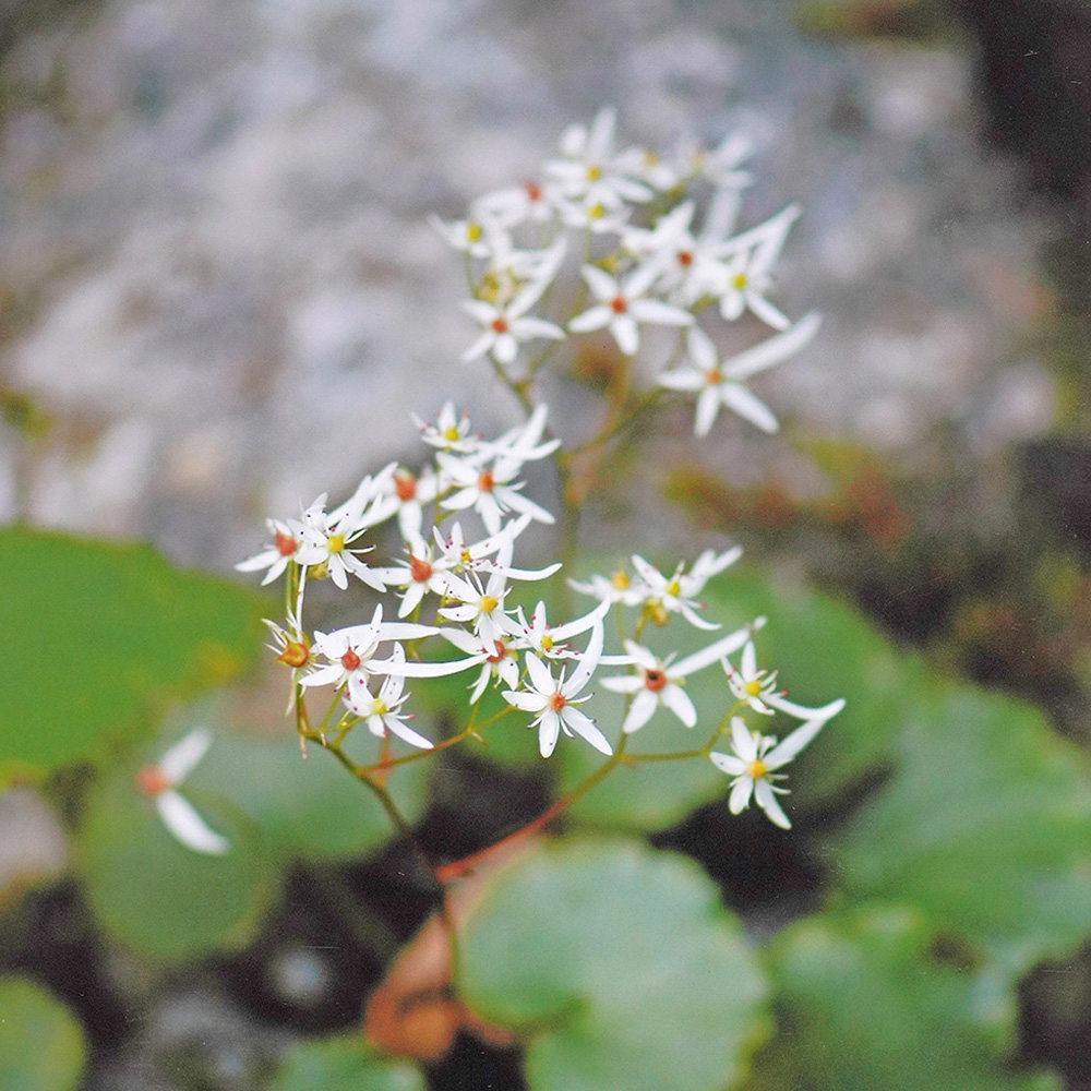 ダイモンジソウ