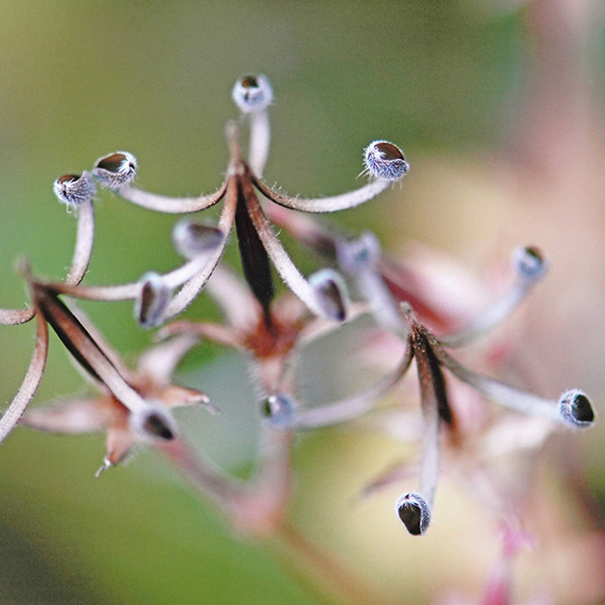 ゲンノショウコ（種放出後）