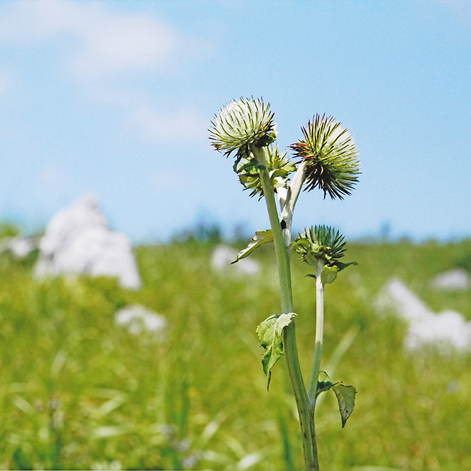 ハバヤマボクチ