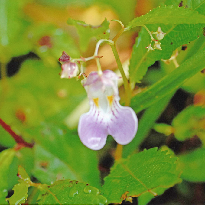 ハガクレツリフネ