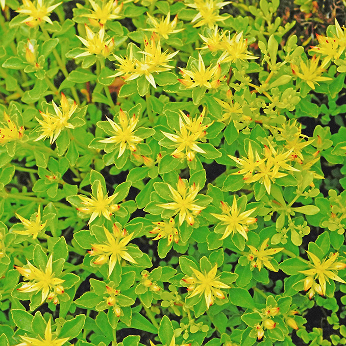 ヒメキリンソウ