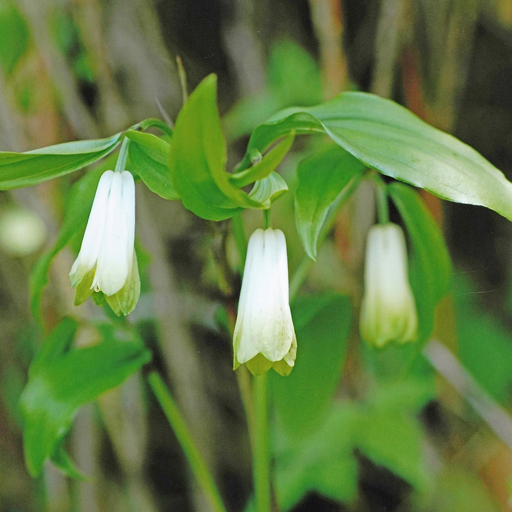 ホウチャクソウ