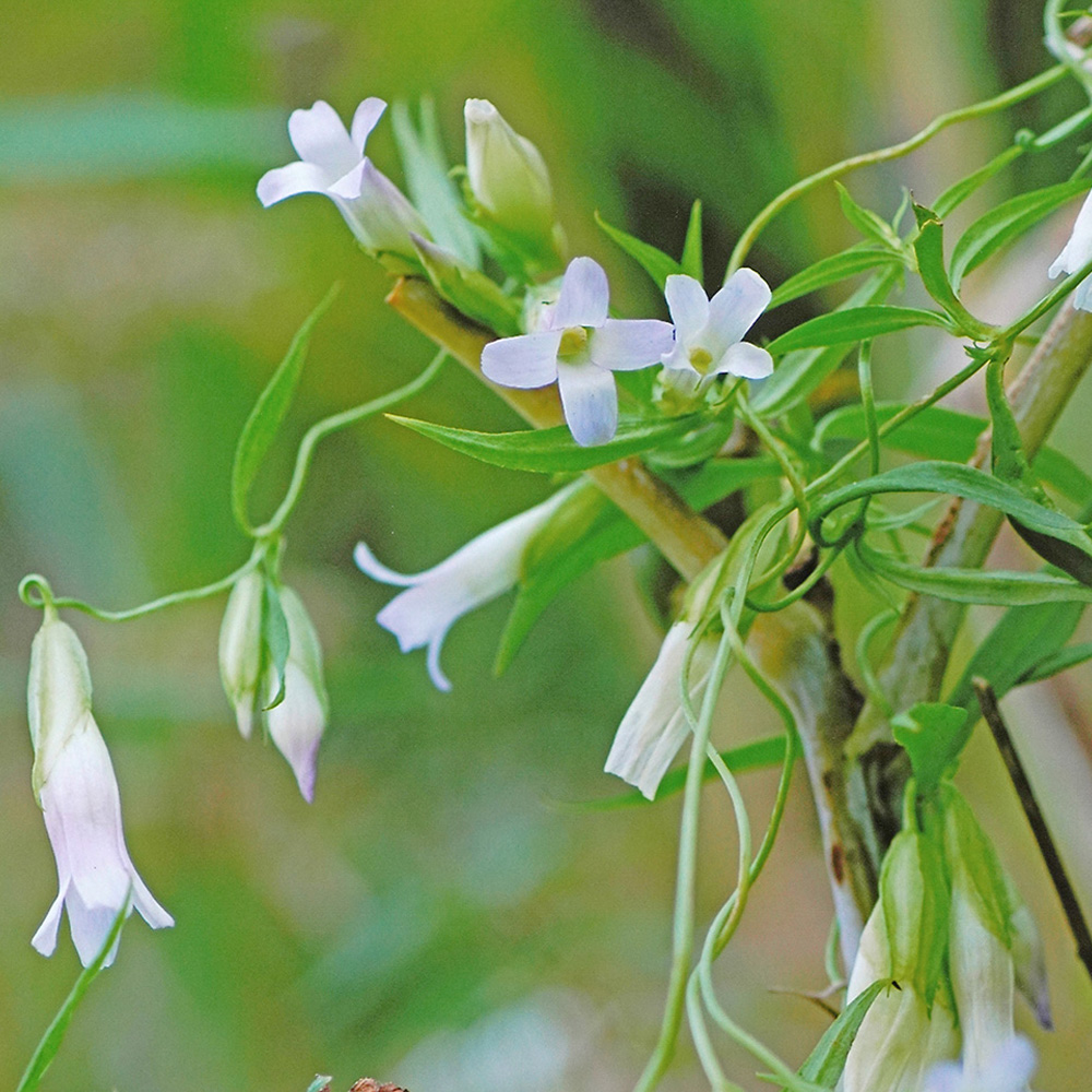 ホソバノツルリンドウ