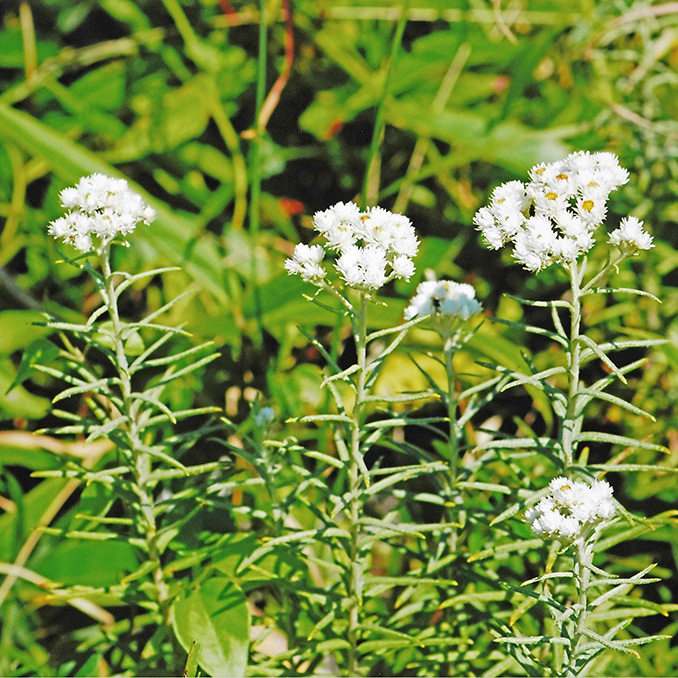 ホソバノヤマハハコ