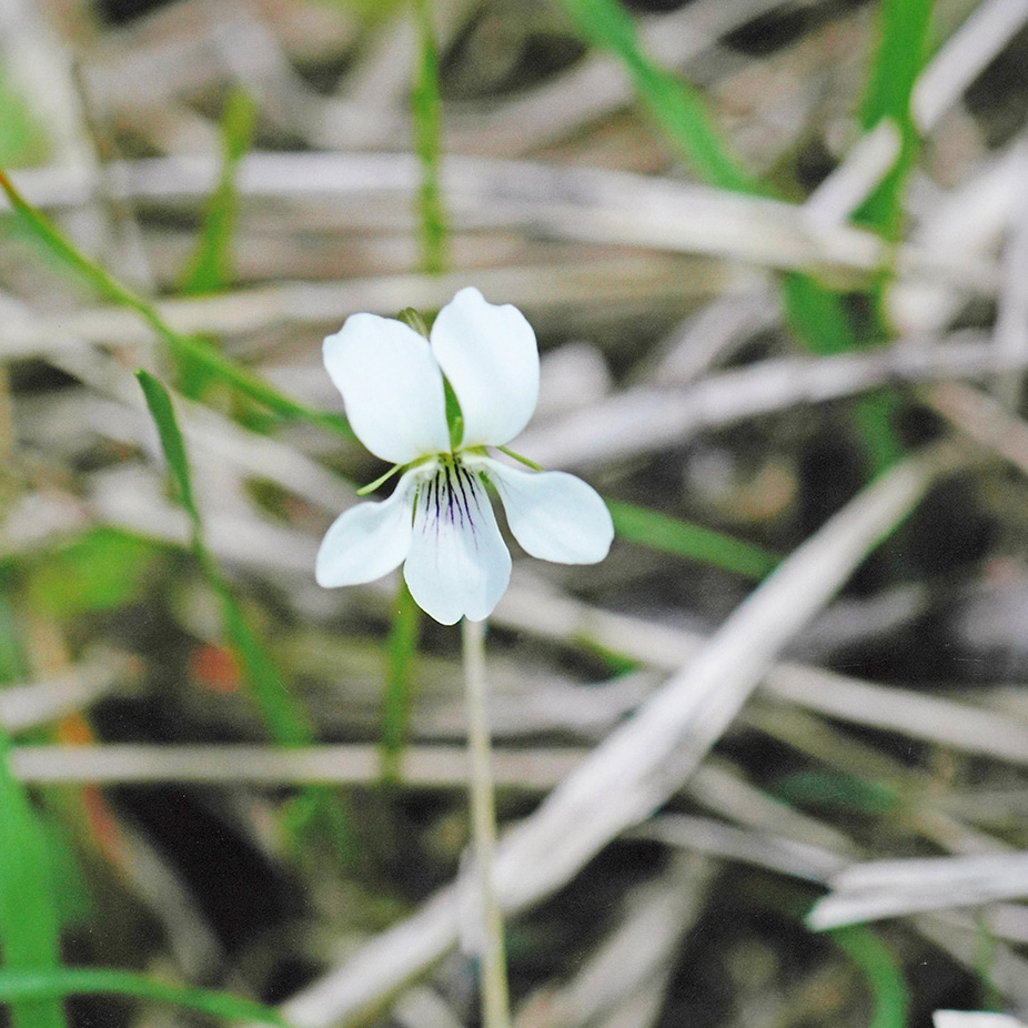 ホソバシロスミレ