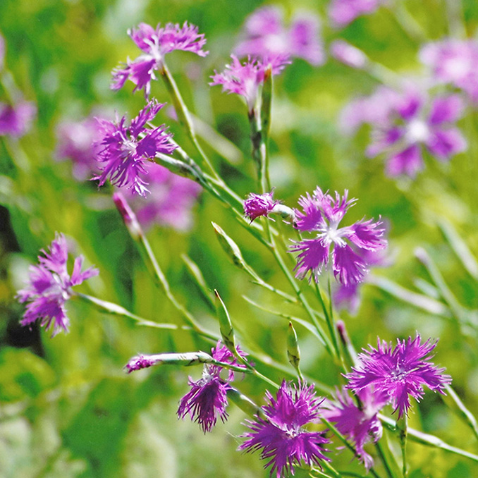 カワラナデシコ