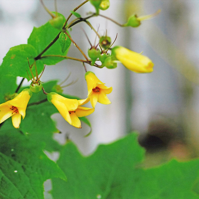 キレンゲショウマ