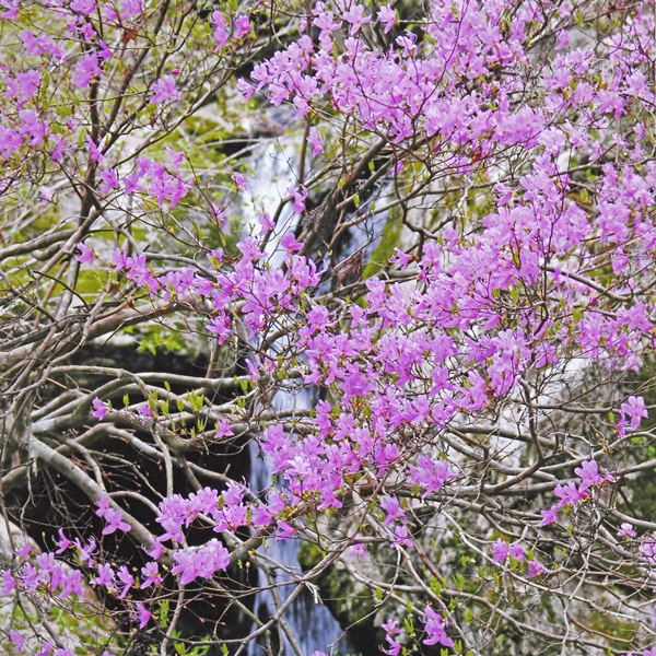 コバノミツバツツジ