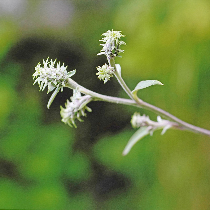 コウシュウヒゴタイ（蕾）