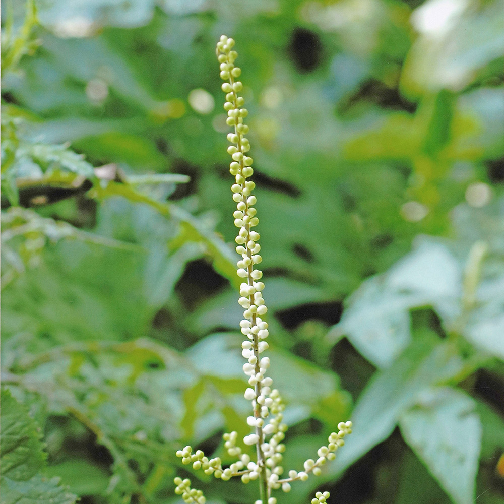 オオバショウマ（蕾）