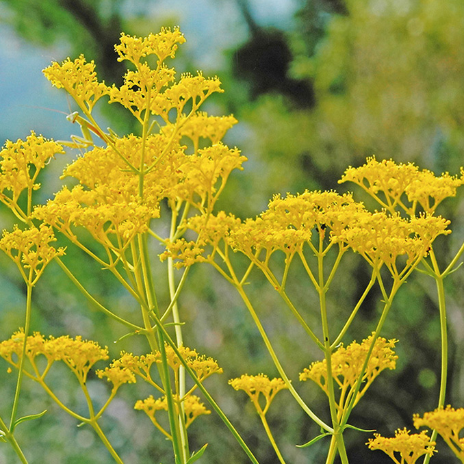 オミナエシとカマキリ