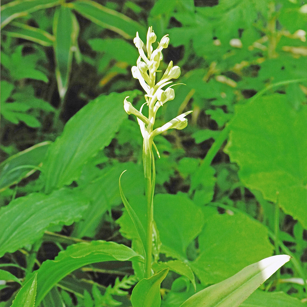 オオバノトンボソウ