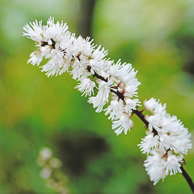 サラシナショウマ