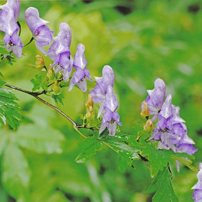 シコクブシ（トリカブト）