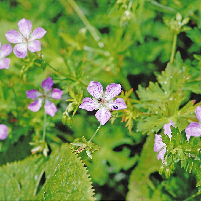 シコクフウロ（イヨフウロ）