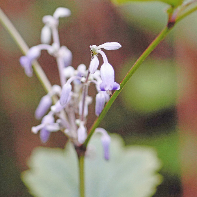 ツクシクサボタン