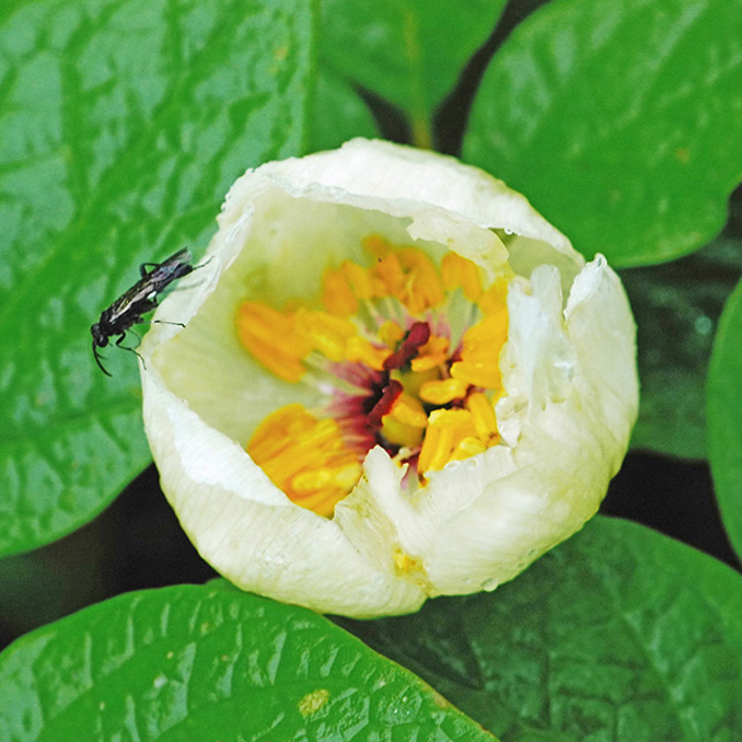 ヤマシャクヤク