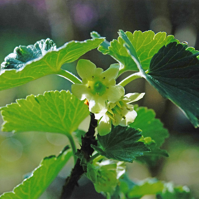 ヤシャビシャク